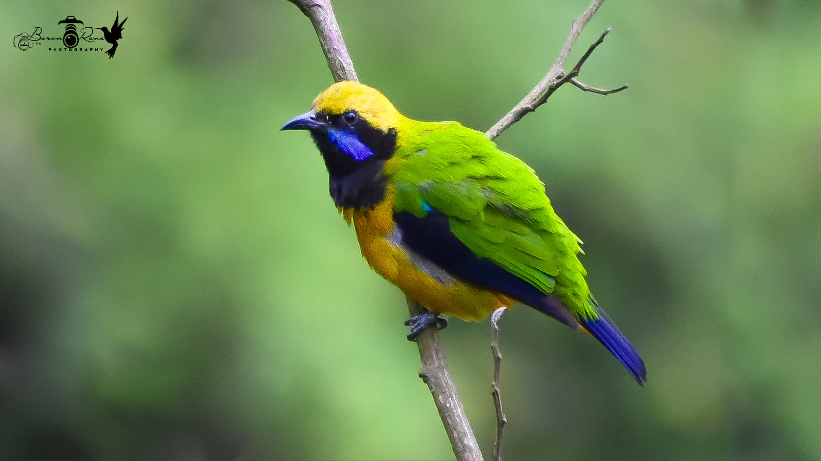 Orange Bellied Leafbird